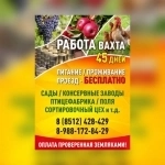 Требуются разнорабочие картинка из объявления