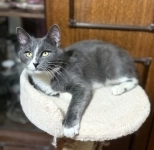 кот ищет дом картинка из объявления