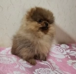 Щенок шпица, кобелёк в объявлении 4 фото Щенок шпица, кобелёк картинка из объявления