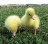 Гусята в объявлении 1 фото Гусята картинка из объявления