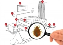 Уничтожение  клопов картинка из объявления