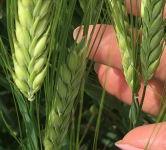 Семена ячменя ярового купить Грис Леон Одесский 22 Прерия Ратник в объявлении 2 фото Семена ячменя ярового купить Грис Леон Одесский 22 Прерия Ратник картинка из объявления