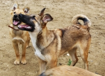 Щенки метисы лайки мальчик и девочка в объявлении 6 фото Щенки метисы лайки мальчик и девочка картинка из объявления